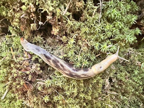 Pacific Banana Slug