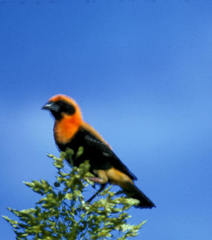 Euplectes hordeaceus