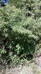 Cornus capitata