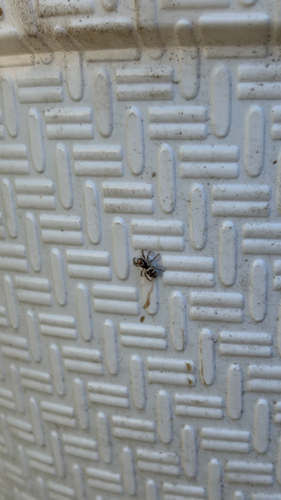 Zebra Jumping Spider