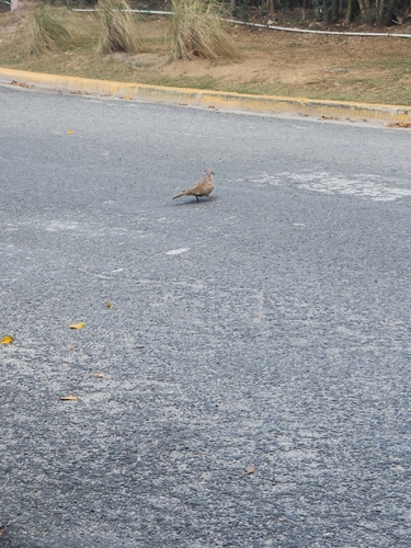 Eurasian Collared-Dove