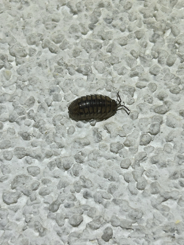 Nosy Pill Woodlouse