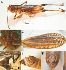 Rammeihippus dinaricus