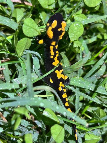 Fire Salamander