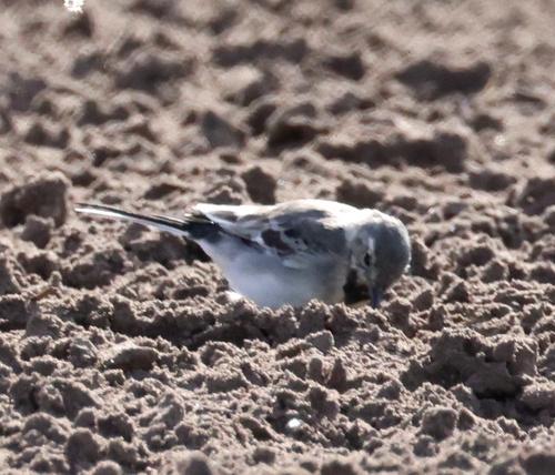 White Wagtail