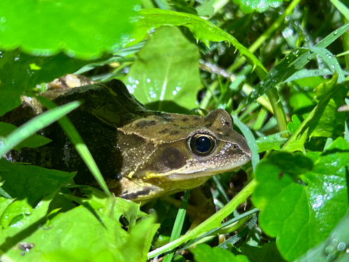 European Common Frog