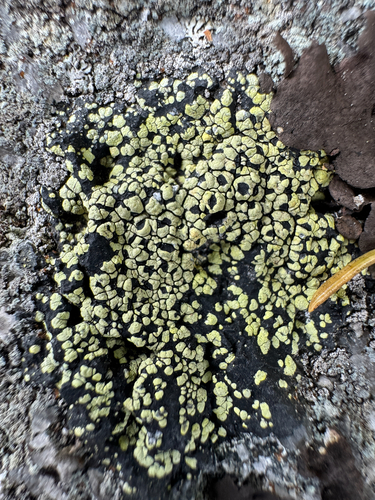 Rhizocarpon lecanorinum observed 2026-09-14