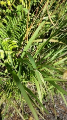 Miscanthus nepalensis