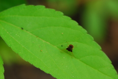 Chrysopilus basilaris