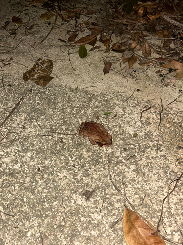 Striped Toad