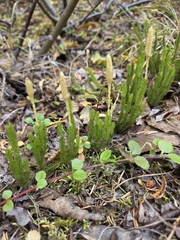 Lycopodium lagopus, photograph (c) Peter L Achuff, some rights reserved (CC BY)