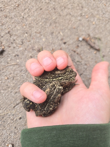American Toad