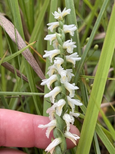 Great Plains Ladies' Tresses