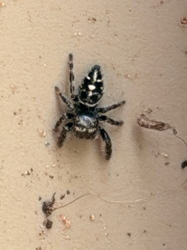 Bold Jumping Spider