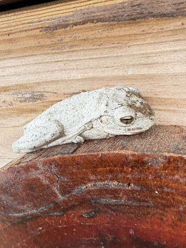 Cuban Tree Frog
