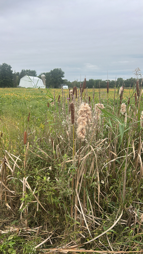 Cattails