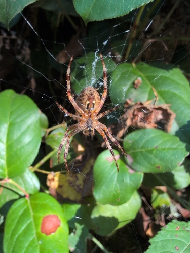Cross Orbweaver