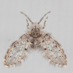 Paramormia corniculata