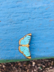Argyrogrammana leptographia