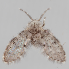 Paramormia corniculata