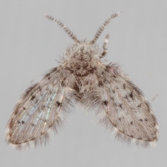 Paramormia corniculata