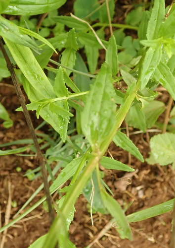 Image of Nemesia denticulata by no rights reserved