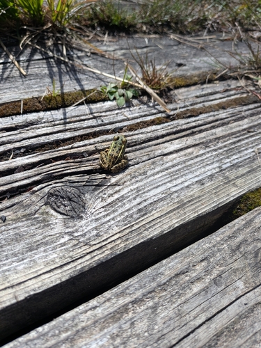 Northern Leopard Frog