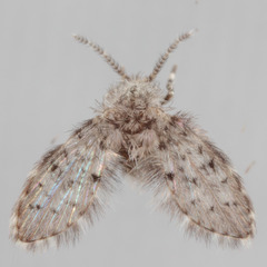 Paramormia corniculata