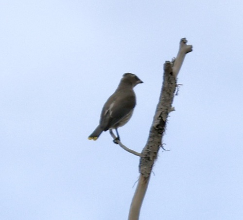 Cedar Waxwing
