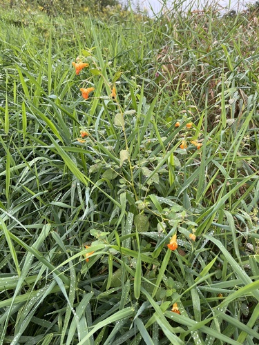 common jewelweed
