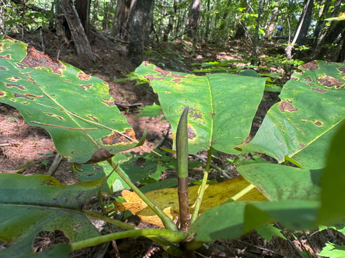 Magnolia fraseri, photograph 3