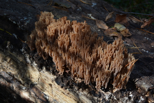 crown-tipped coral fungus