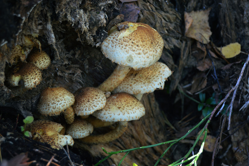 shaggy scalycap