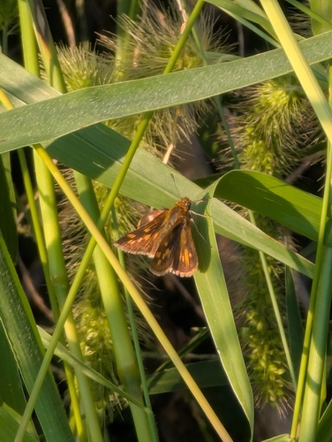 Peck's Skipper