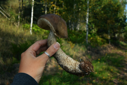 Brown Birch-bolete