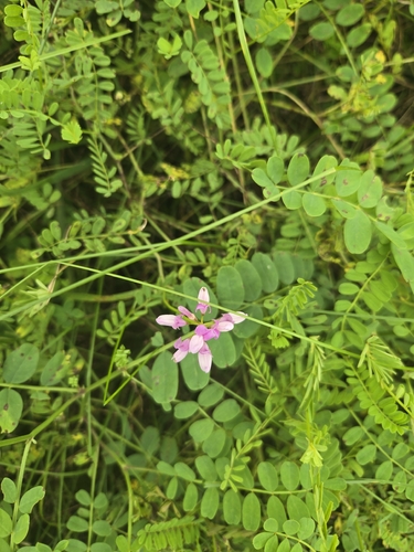 purple crownvetch