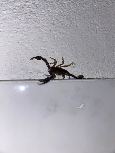 Italian scorpion
