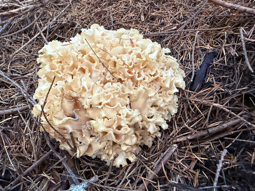 Western cauliflower mushroom