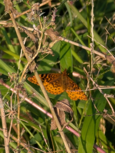Meadow Fritillary