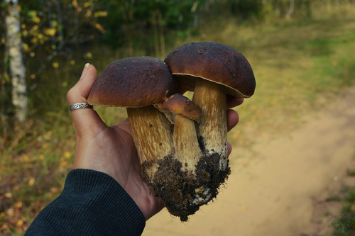 King Bolete