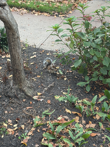 Eastern Gray Squirrel