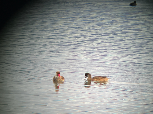 Red-crested Pochard