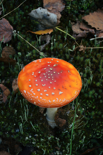 Fly Agaric