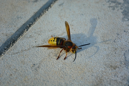 European Hornet