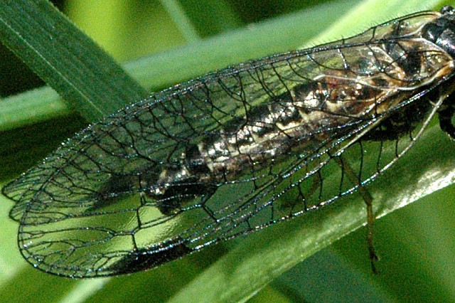 oak snakefly