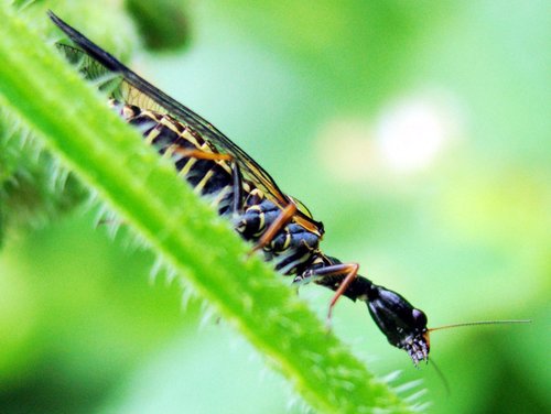 Taškuotasis kupriukas nuotrauka