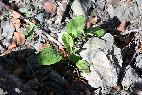 Cynoglossum officinale, photograph 6