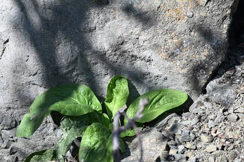 Cynoglossum officinale, photograph 5