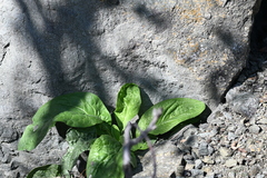 Cynoglossum officinale, photograph (c) Liam Steele, some rights reserved (CC BY)
