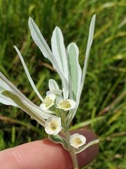(c) Will Kuhn, some rights reserved (CC BY) Euphorbia bicolor, photograph (c) Will Kuhn, some rights reserved (CC BY)